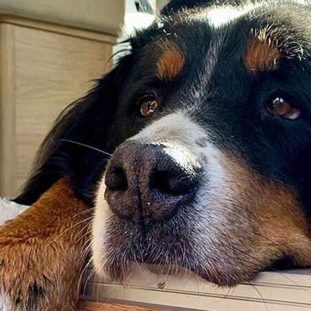 Hund